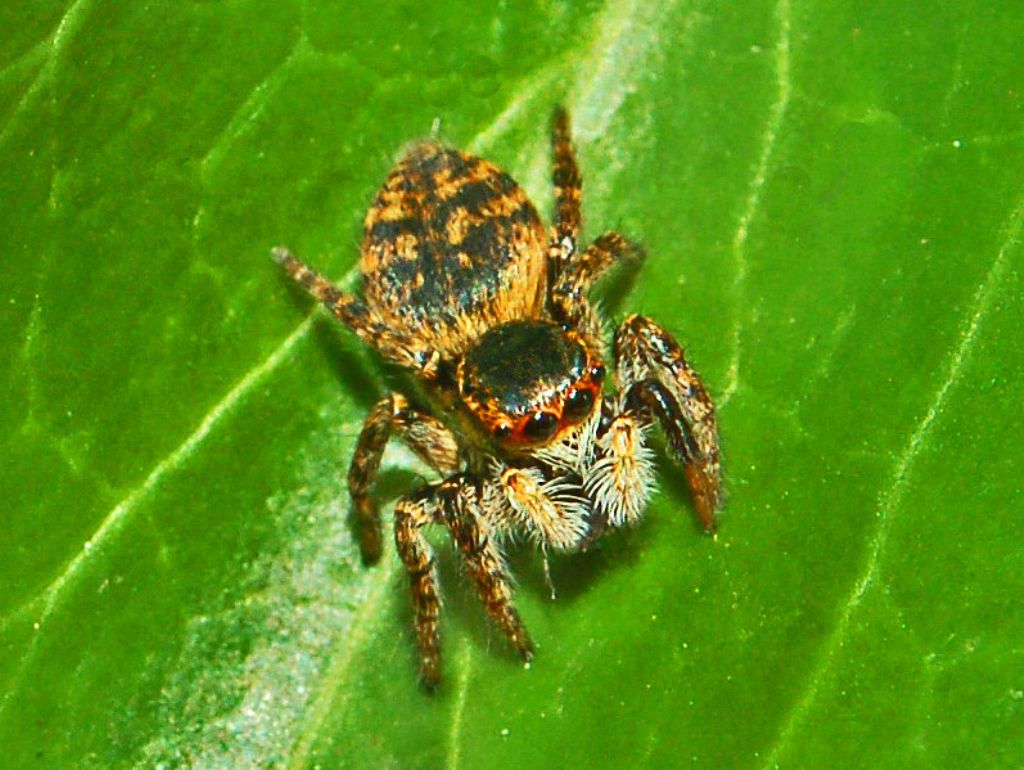 Carrhotus xanthogramma, femmina - prov. Genova